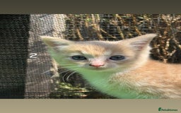 Mixed Breed cats for sale: 3 Female Ragdoll X Kittens  - Image 12