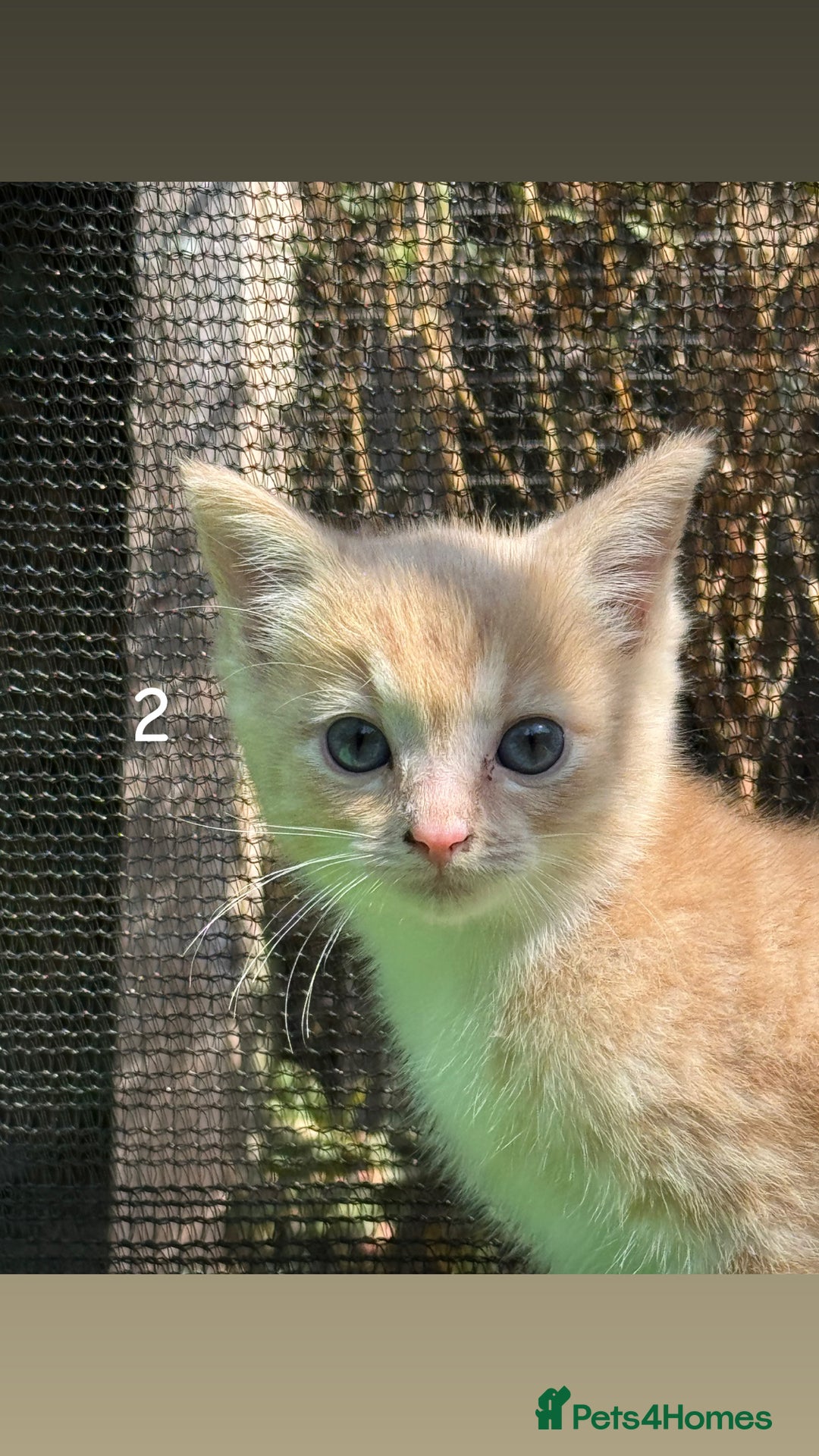 Mixed Breed cats for sale: 3 Female Ragdoll X Kittens  - Image 12