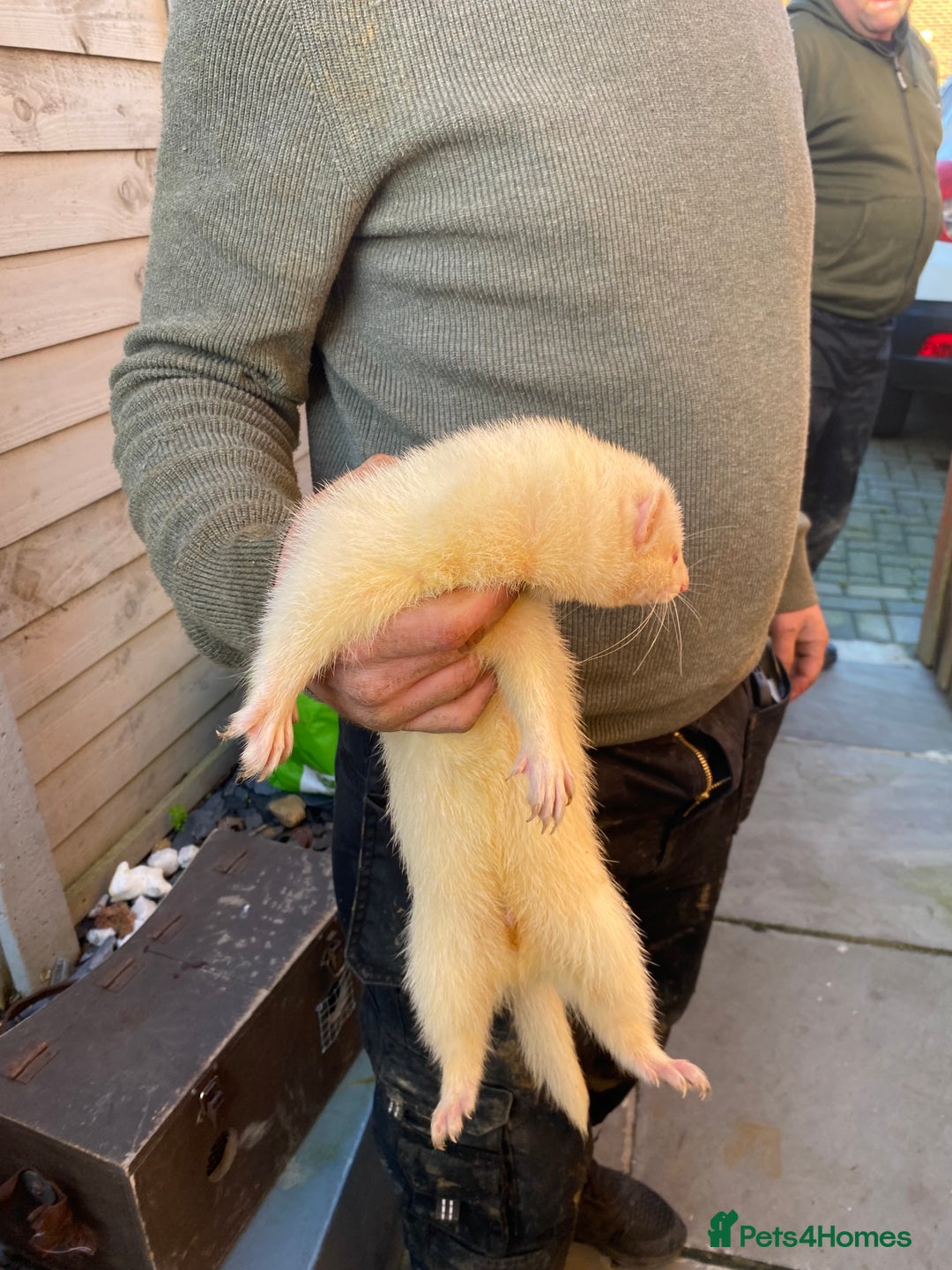 Ferret rodents for sale: Ferret for sale - Advert 2