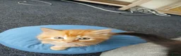 Himalayan cats for sale: Beautiful kittens  - Advert 9