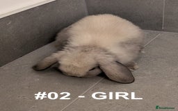 Mini Lop rabbits for sale: Exceptional Mini-Lops. Collect from: 25th October - Image 2