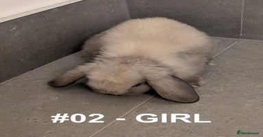 Mini Lop rabbits - Advert 6