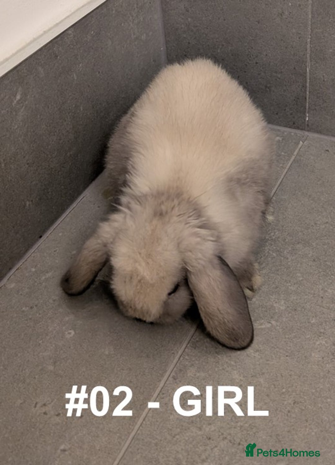 Mini Lop rabbits for sale: Exceptional Mini-Lops. Collect from: 25th October - Image 2