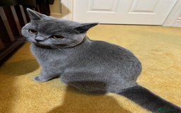 British Shorthair cats for sale: British short hair for sale  - Image 1