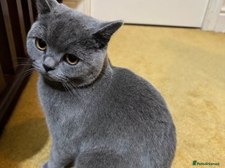 British Shorthair cats - Advert 1
