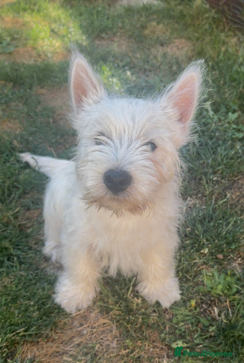West Highland Terrier dogs Beautiful west highland terrier pups - Advert 10