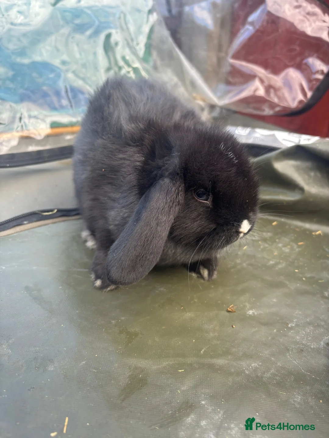 Mini Lop rabbits for sale:  stunning mini lops READY NOW  - Advert 2
