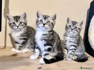 British Shorthair cats Silver Tabby British Shorthair - Advert 4
