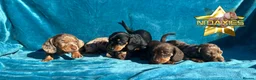 Miniature Dachshund dogs for sale: Miniature Daxies 5 boys PRA clear ⭐  - Advert 12