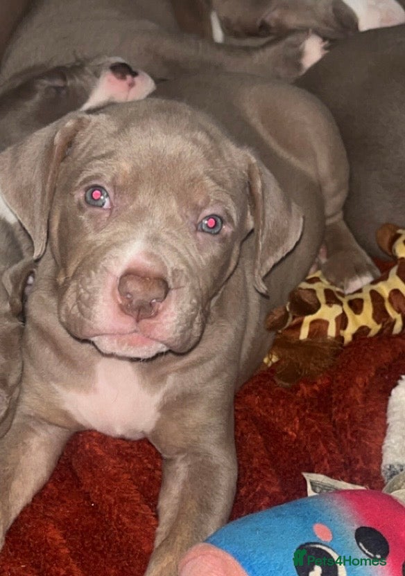 Mixed Breed dogs 9 Puppies - Old Tyme Bulldog x American Bulldog - Advert 16