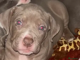 Mixed Breed dogs 9 Puppies - Old Tyme Bulldog x American Bulldog - Advert 16