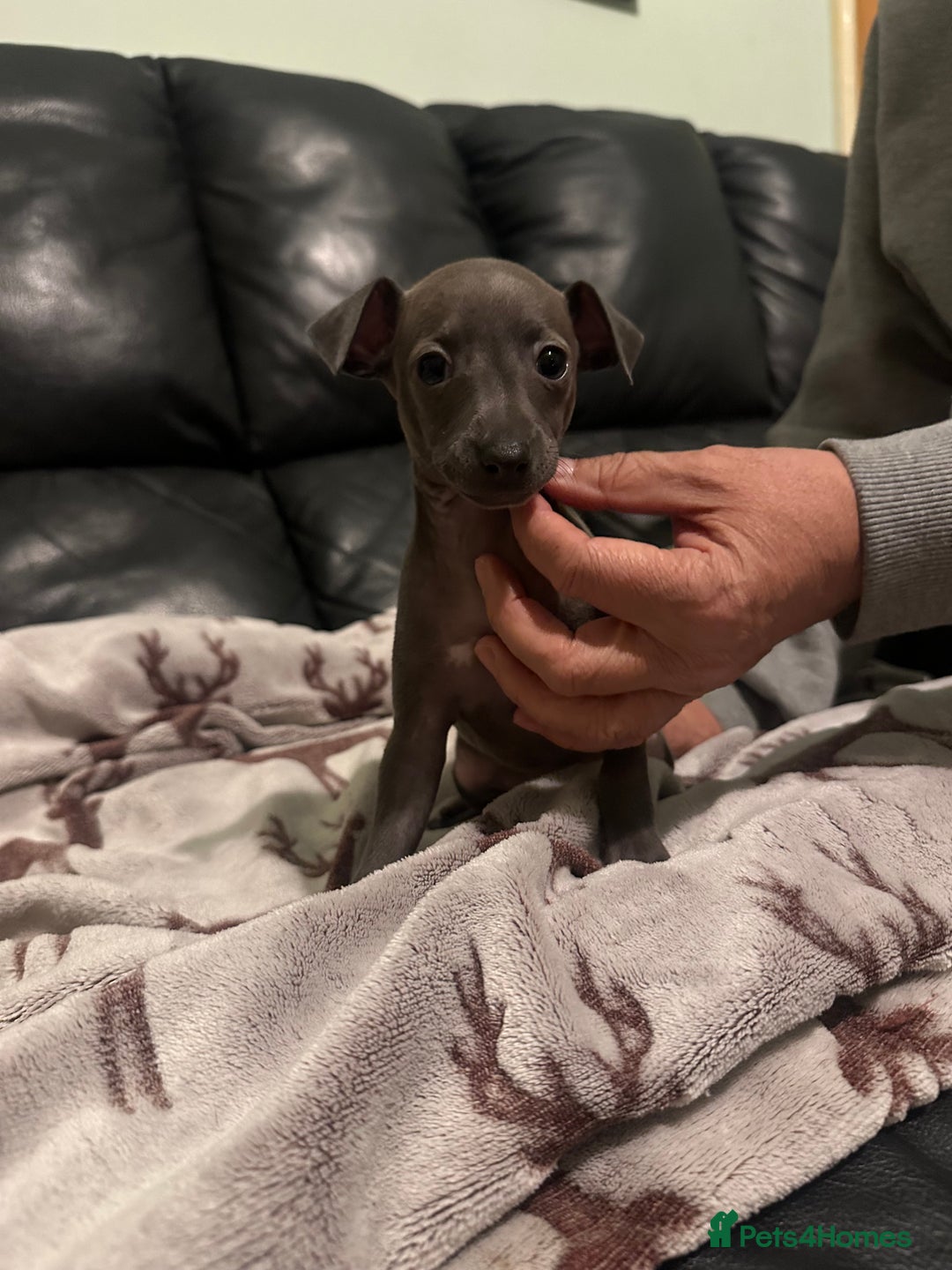 Italian Greyhound dogs for sale: Italian greyhound puppies  - Image 6