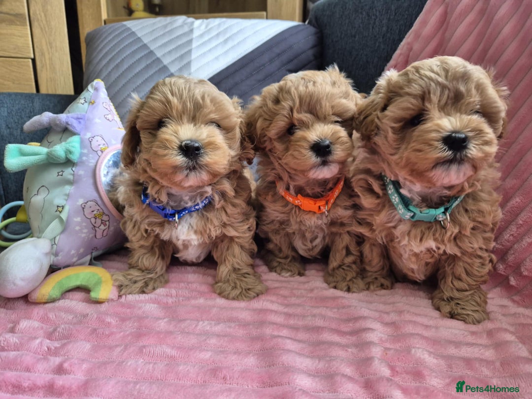 Maltipoo dogs for sale: Small Maltipoo boys ❤️❤️❤️ READY NOW 🫶 - Image 9