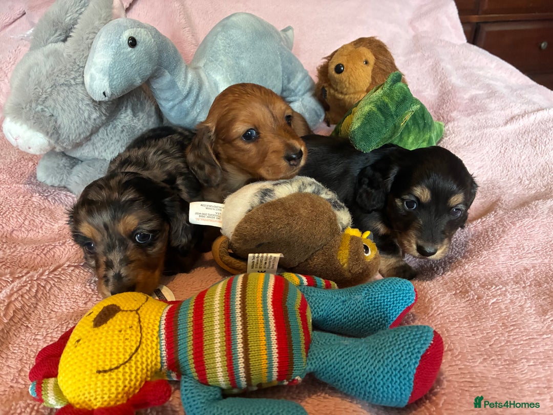 Dachshund dogs for sale: KC reg PRA clear gorgeous puppies - Image 20