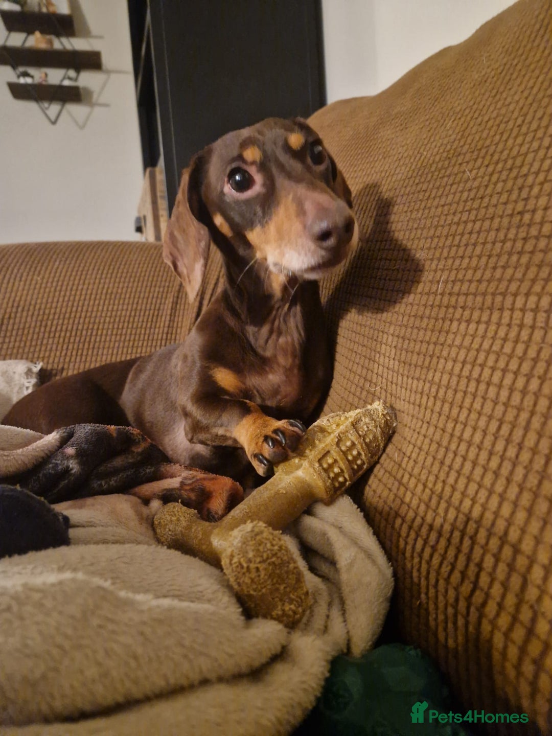 Dachshund dogs for adoption: 💖🐶 ROBIN AND MOCHI 🐶💖 - Advert 11