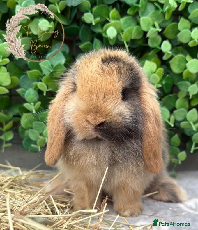 Mini Lop rabbits Gorgeous Pure Bred Mini Lops - Advert 1