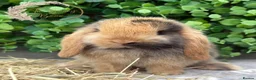 Mini Lop rabbits for sale: Gorgeous Pure Bred Mini Lops - Advert 1