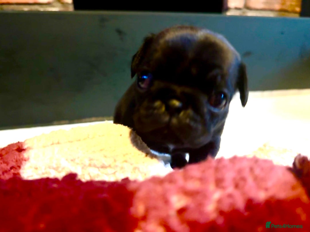 Pug dogs for sale: Pug girl  - Advert 3