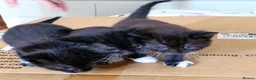 Mixed Breed cats for sale: 2 Mixed breed & 5 tuxedo kittens ready to leave - Advert 15