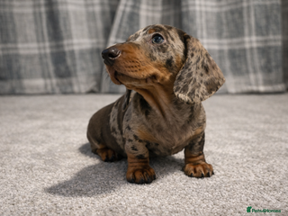 Miniature Dachshund dogs 🐾 Dapple Boy Newly Available! 🐾 - Advert 11