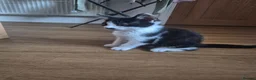 Mixed Breed cats for sale: Kittens for sale - Advert 14