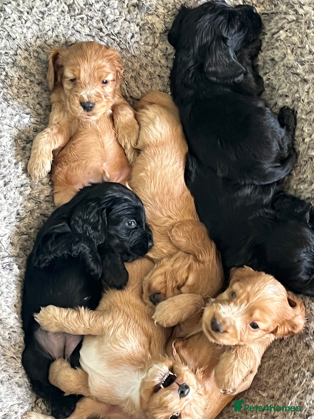Cocker Spaniel dogs for sale: Stunning KC Reg Show Cocker, health tested mum - Image 5
