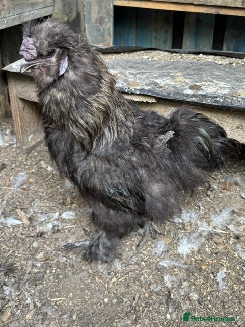 Chickens poultry Roosters, hens and chicks for sale - Advert 6