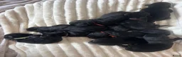 Newfoundland dogs for sale: KC REGISTERED Stunning Newfoundland Puppies in Southminster - Advert 3