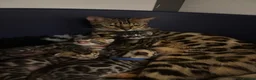 Bengal cats for sale: TICA Active Male Bengal health tested clear - Advert 9