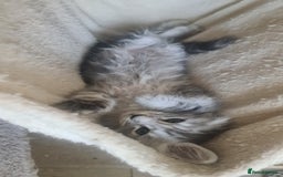 Maine Coon cats for sale: GCCF Registered - Maine Coon Kittens - Image 21