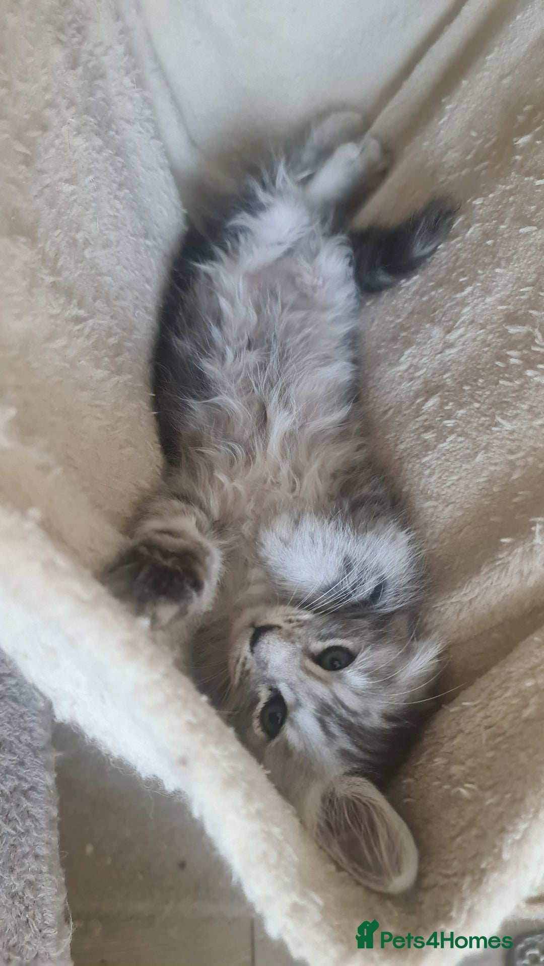 Maine Coon cats for sale: GCCF Registered - Maine Coon Kittens - Image 21