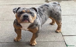 Olde English Bulldogge dogs for stud: Dobby blue merle - Image 3