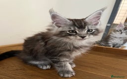 Maine Coon cats for sale: GCCF female pedigree Maine Coon kitten  - Image 11