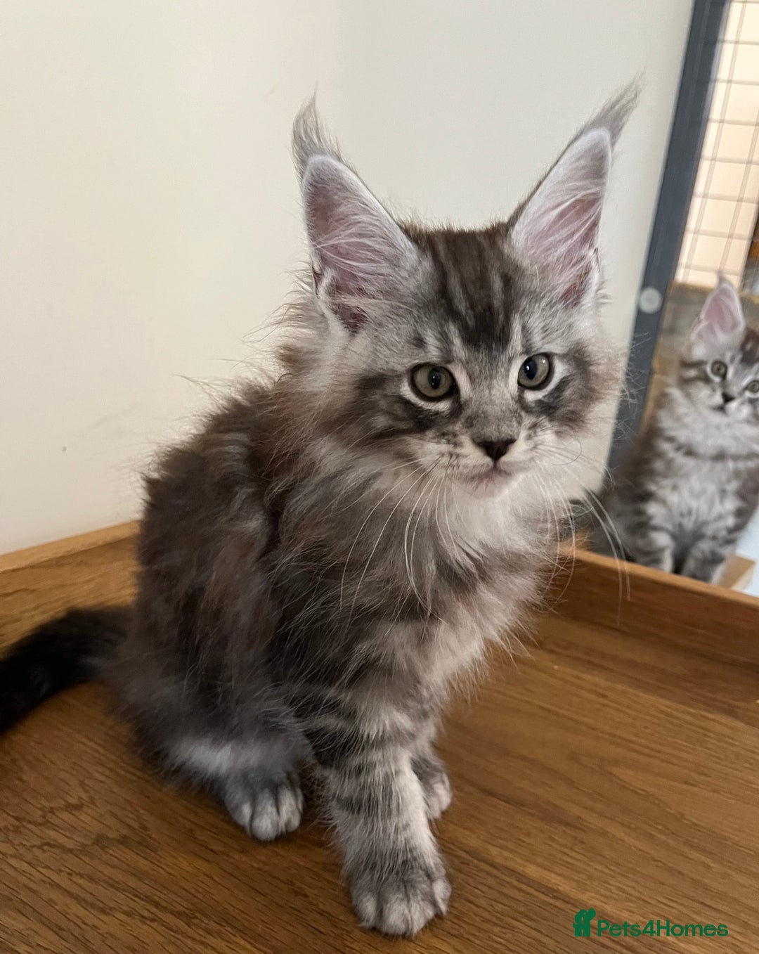 Maine Coon cats for sale: GCCF female pedigree Maine Coon kitten  - Image 11