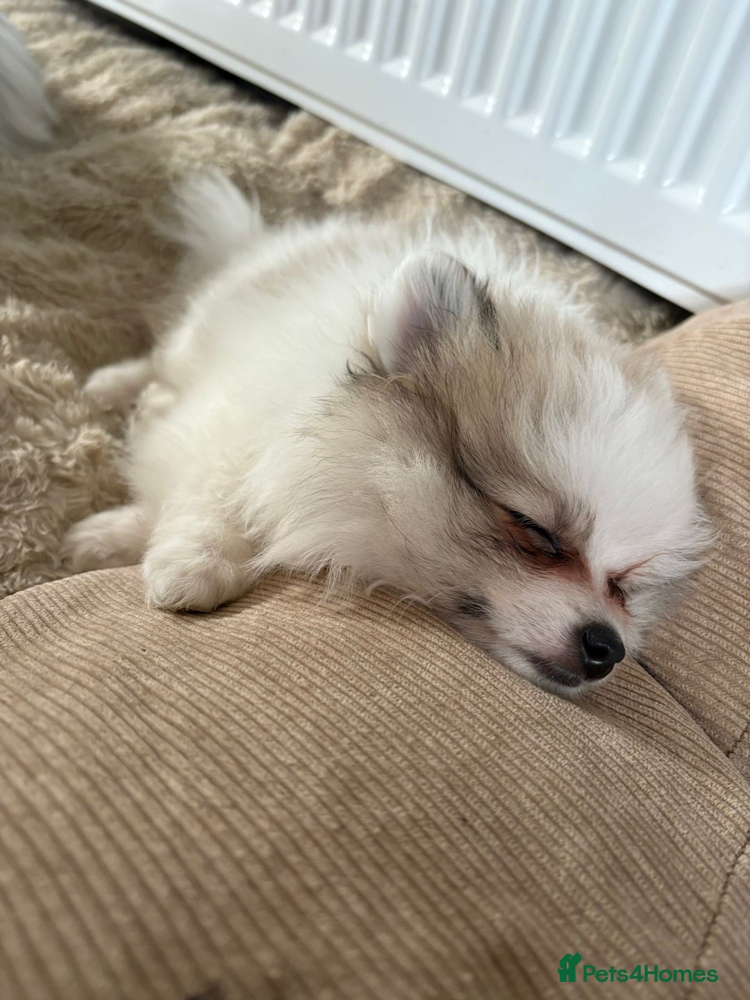 Pomeranian dogs for sale: Handsome Pomeranian Puppies ready - Image 8