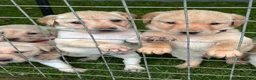Labrador Retriever dogs for sale: Well handled Labrador puppies need a loving home - Advert 3