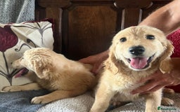 Goldendoodle dogs for sale: Healthy happy small golden retriever type puppies - Image 7