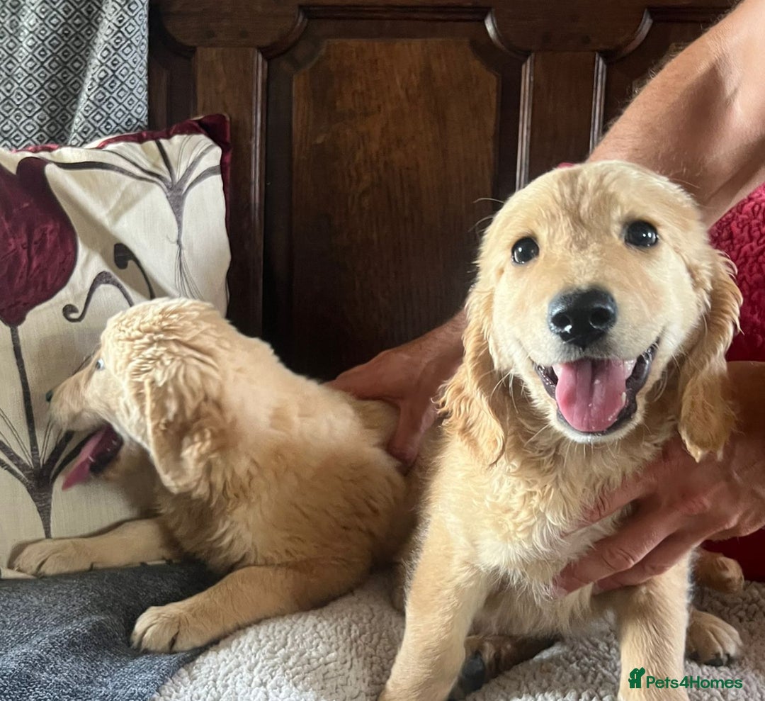 Goldendoodle dogs for sale: Healthy happy small golden retriever type puppies - Image 7