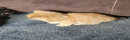 Mixed Breed cats for sale: Beautiful kittens in Cambridge - Advert 5