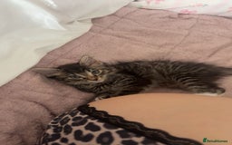 Maine Coon cats for sale: Maine Coon Kitten for sale  - Image 4