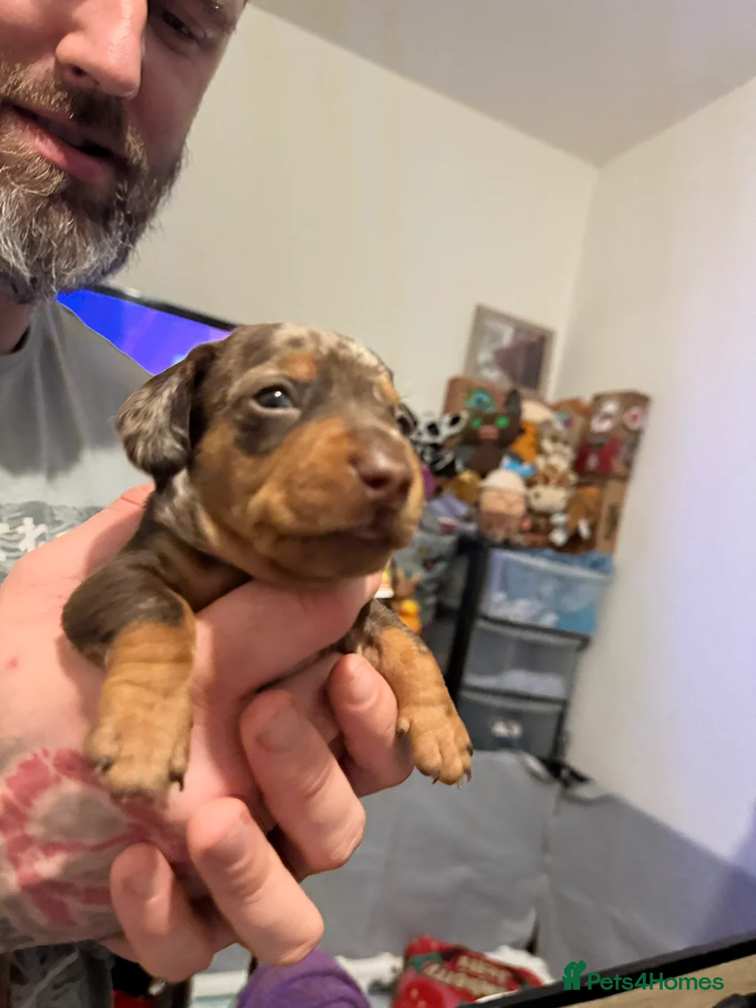 Miniature Dachshund dogs for sale: Last 2 Beautiful Pedigree Miniature Dachshunds  - Advert 18