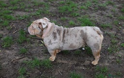 English Bulldog dogs for sale: English Bulldog Looking for a Forever Home  - Image 5