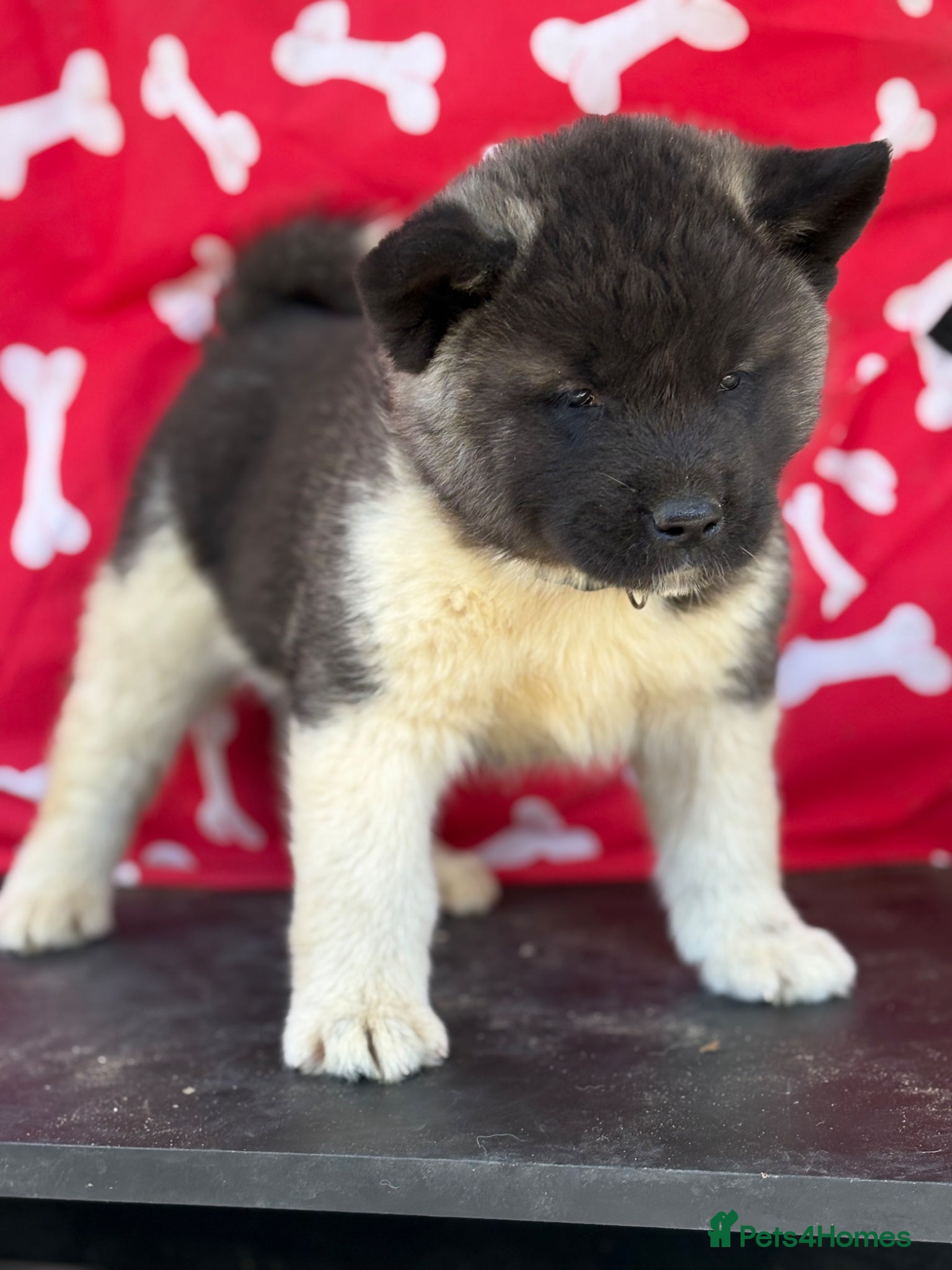 Akita dogs Quality KC registered American Akita Puppies - Advert 1