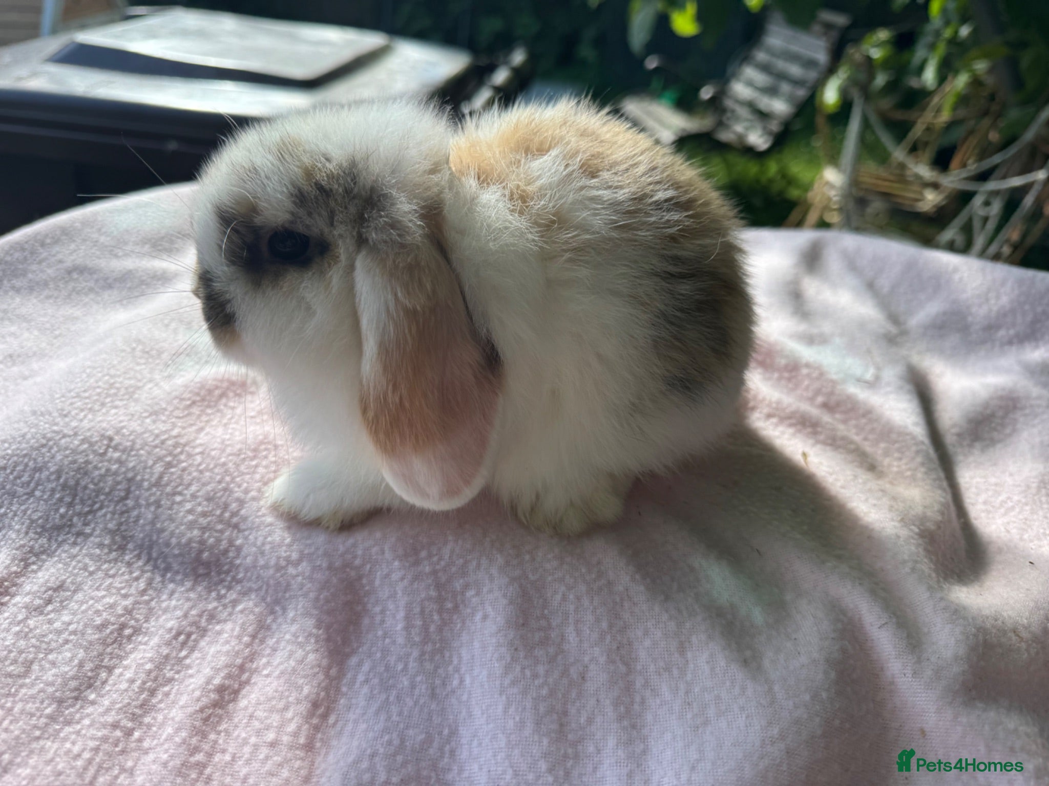 Mini Lop rabbits Beautiful mini lops for sale  - Advert 1