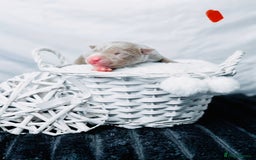 American Bully dogs for sale: Beautiful American Bully Pups  - Image 10