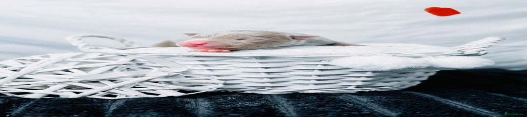 Lilac Champagne Male 2