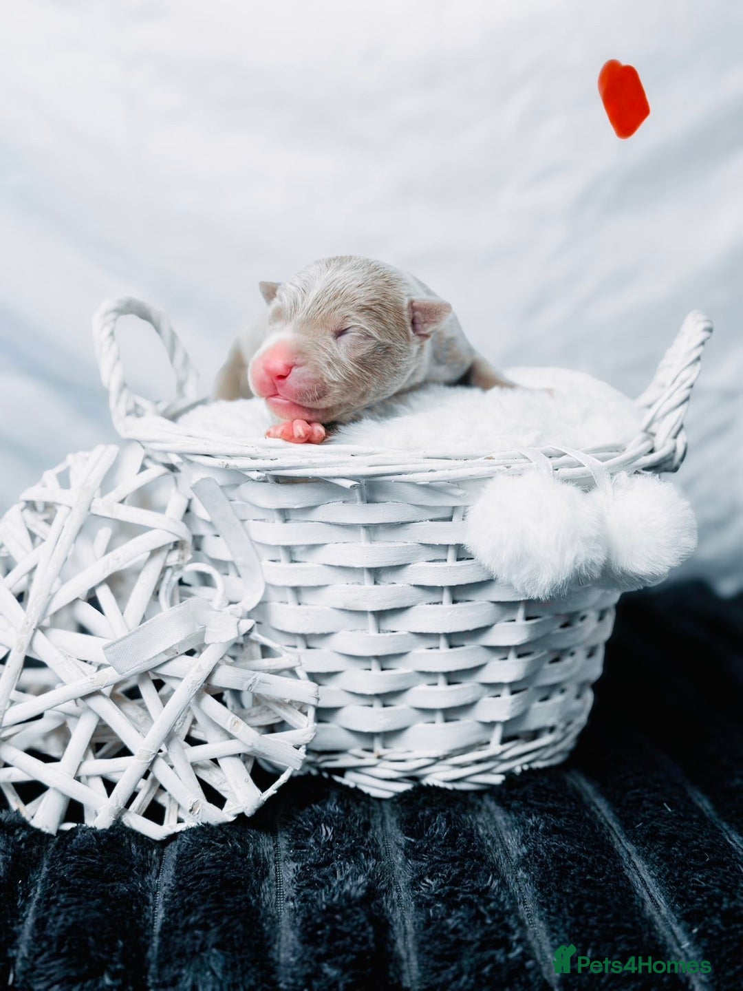 American Bully dogs for sale: Beautiful American Bully Pups  - Image 10