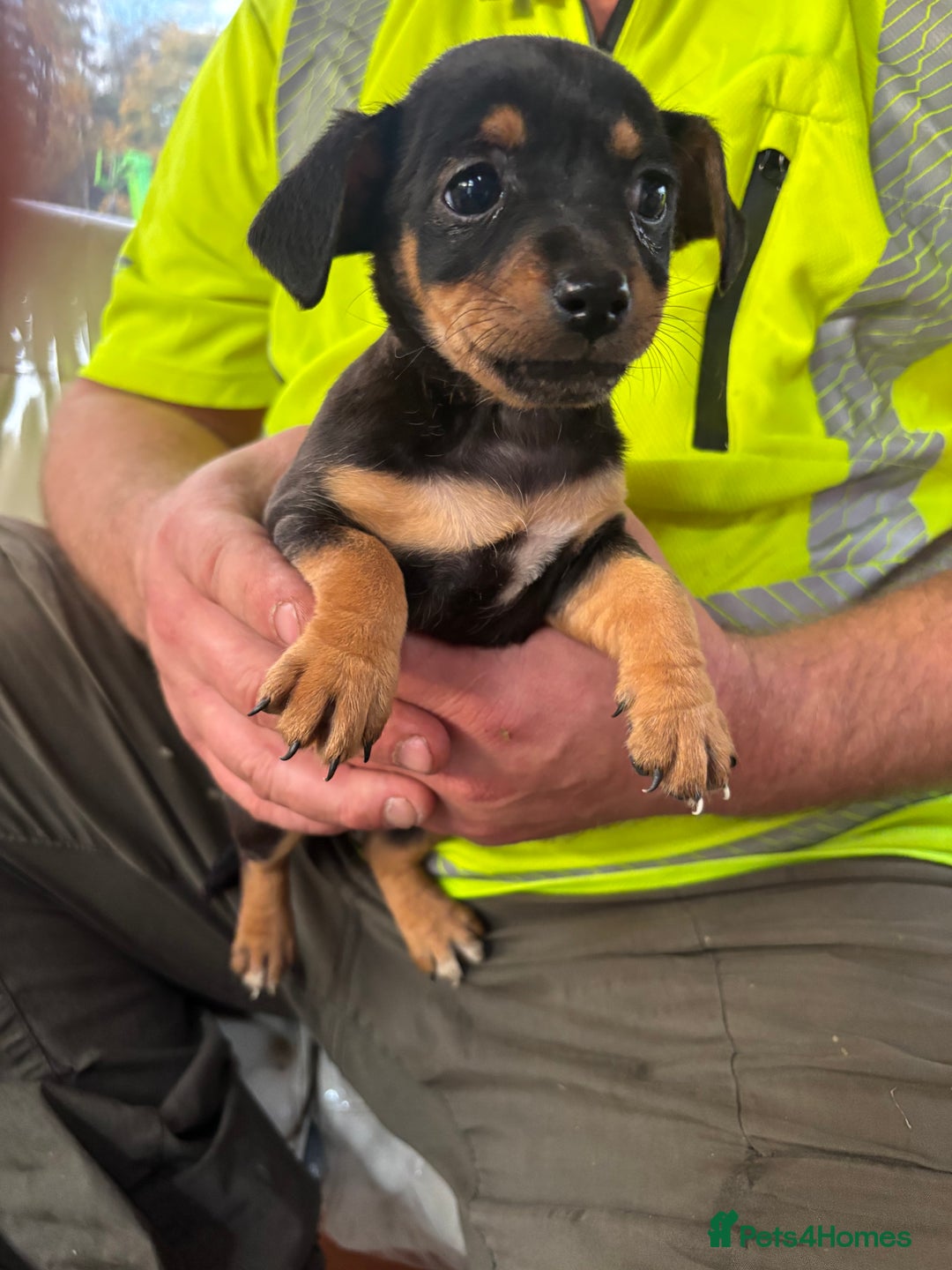 Jack Russell dogs for sale: Jack Jackrussle puppies  - Image 6