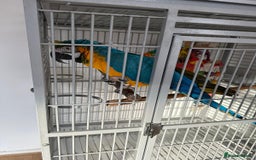 Macaws birds for sale: Blue and gold macaw 5 years old  - Image 16