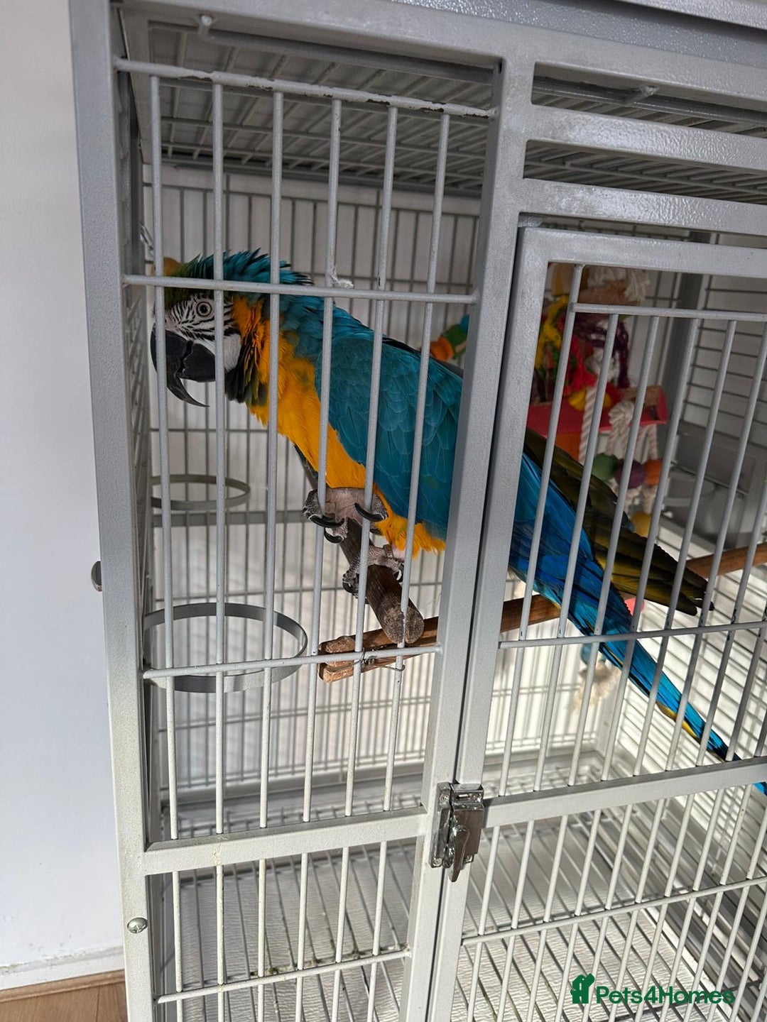 Macaws birds for sale: Blue and gold macaw 5 years old  - Image 16